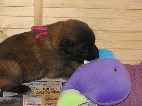 Tervueren Dream-Ami Akela - Jubii .. min elskede fisk .. lige til at bide i og den bider ikke igen billede 3