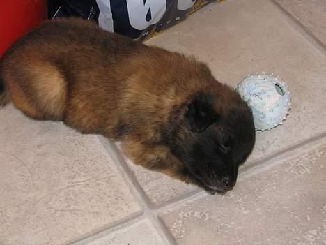 Tervueren Dream-Ami Akela - Jøses ... hvor blver jeg hurtig træt ... det er hårdt at lege billede 4