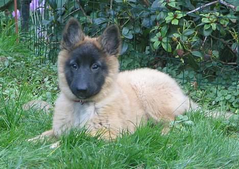 Tervueren Dream-Ami Akela - Hmmm .. hvad har de gang i ... de skal ikke tro jeg ikke kan se dem billede 5