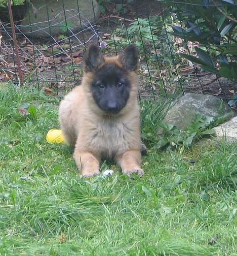 Tervueren Dream-Ami Akela - Må hellere være opmærksom ... hvis de skal nogen steder vil jeg med billede 6