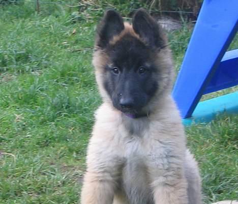 Tervueren Dream-Ami Akela - Så nu tror jeg de skal afsted ....  billede 7