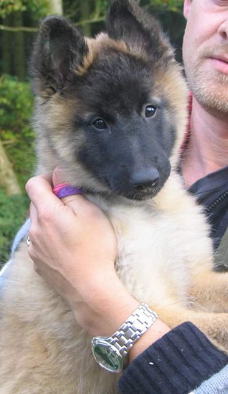 Tervueren Dream-Ami Akela - Dejligt at sidde her i armene på min menneske far billede 8