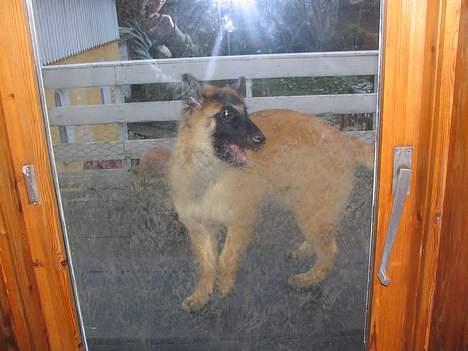 Tervueren Dream-Ami Akela - Hallo ... I kan godt åbne den dør igen ...... jeg skal ikke stå alene herude billede 9