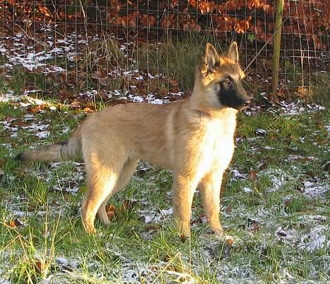 Tervueren Dream-Ami Akela - Nå så er det tid til at gå en hyrderunde i min have billede 10