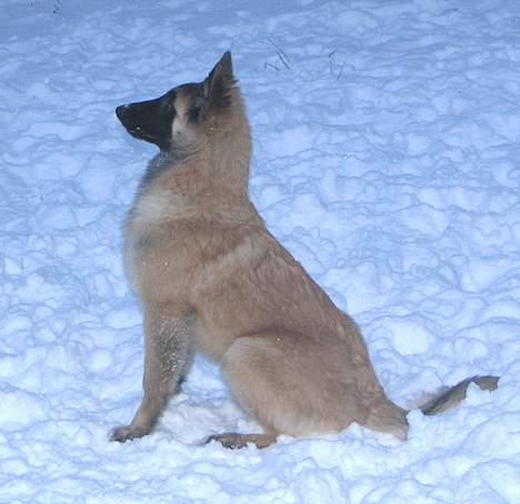 Tervueren Dream-Ami Akela - Hvad mon alt det hvide det er ???? billede 11