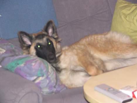 Tervueren Dream-Ami Akela - Det hvide var godt nok koldt ... smider mig her og drømmer mig tilbage til varmen da jeg var lillebitte billede 12