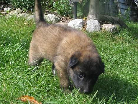 Tervueren Dream-Ami Akela - uhmmm ja drømme sig tilbage ..... haven var stor dengang billede 13