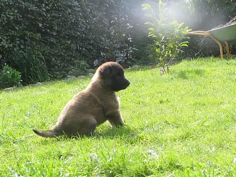 Tervueren Dream-Ami Akela - Se selv hvor stor haven er ... og så siger min mor, at jeg kun har set en bøkdel af den billede 14