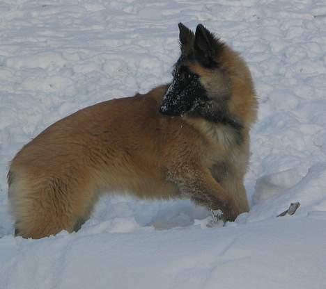 Tervueren Dream-Ami Akela - Nå ud i det hvide igen ... mon der er noget under ??? billede 15