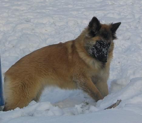 Tervueren Dream-Ami Akela - Ja tænkte nok der var noget ... skal nok finde og fange det  billede 16