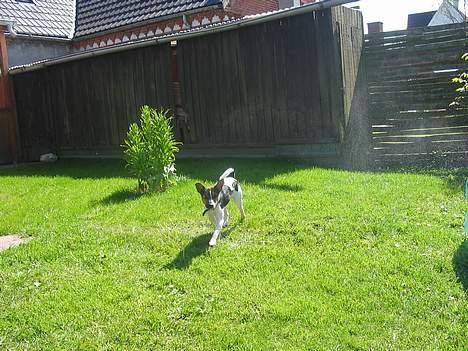Jack russell terrier eddie billede 9
