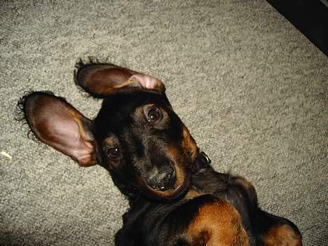 Gravhund member - sikke store øre du har. men sødt billede 7