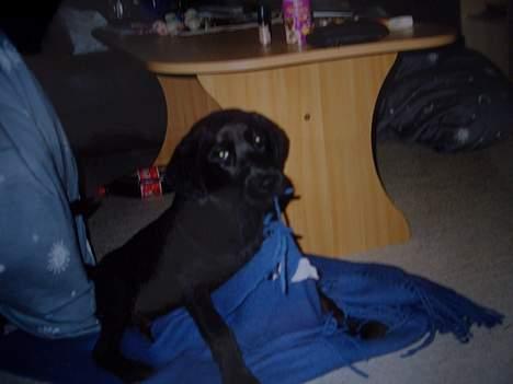 Labrador retriever Oliver billede 9