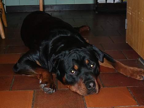Rottweiler Samson - Ja, man skal vel oqså slapper af ind i mellem "lille" samson <33 billede 1