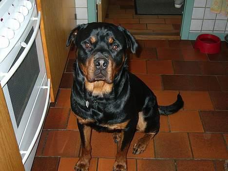 Rottweiler Samson - Dejliq, ikk så qammel på dette billede <33 billede 2