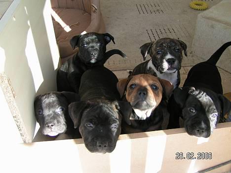 Staffordshire bull terrier Chilli - alle Chilli og Taz dejlige hvalpe billede 17