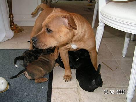 Staffordshire bull terrier Chilli billede 18