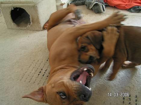 Staffordshire bull terrier Chilli - Chilli og Diva leger billede 19