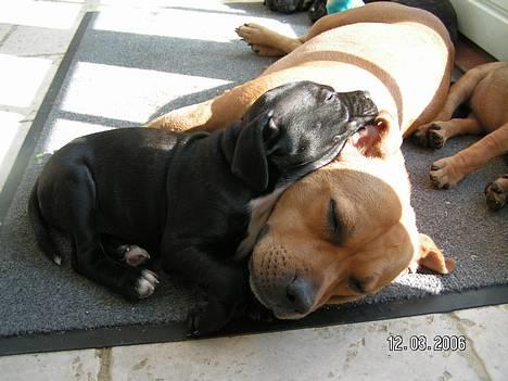 Staffordshire bull terrier Chilli - Chilli og Jason hygger billede 20