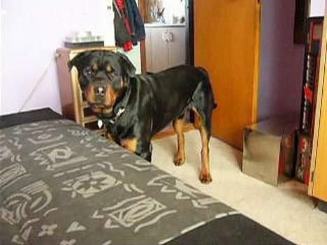 Rottweiler Samson billede 3