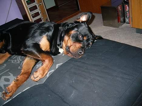 Rottweiler Samson billede 4