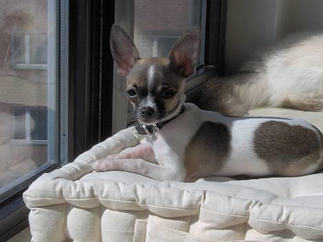 Chihuahua LouLou - Øjesten, eller hvad ? :) (4.maj 2006) billede 1