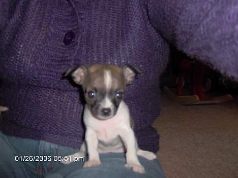 Chihuahua LouLou - 4 uger! billede 2