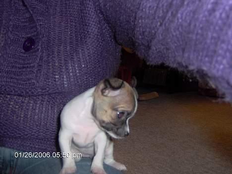 Chihuahua LouLou billede 3