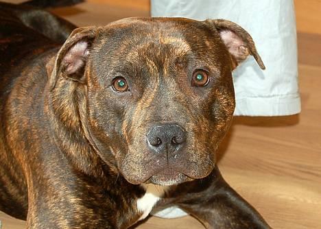 Staffordshire bull terrier  mann2 - Mette G 29/4/06 billede 4