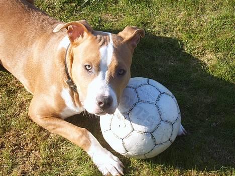 Amerikansk staffordshire terrier Cosmo (Du er savnet) - Hey skal vi ikke lege lidt bold. (Et halvt år) billede 11