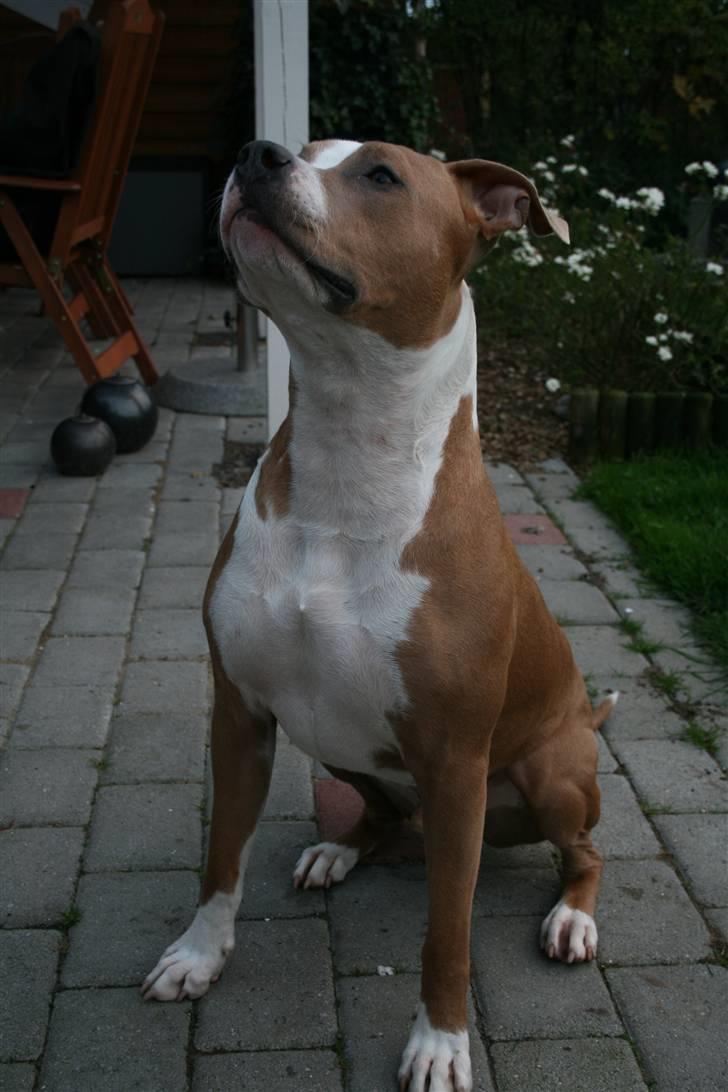 Amerikansk staffordshire terrier Cosmo (Du er savnet) - Skal vi ikke nok lege???!!! *NYT* billede 12