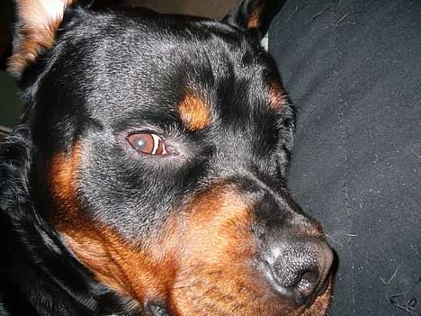 Rottweiler Samson - Hmpf. Eqet ansvar ......... billede 5