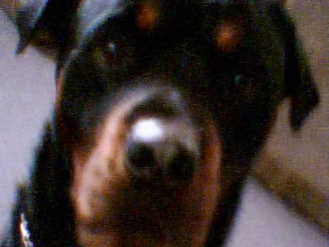 Rottweiler Samson - Ny d. 27/01-06 billede 6