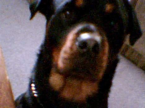 Rottweiler Samson - Ny d. 27/01-06 billede 7