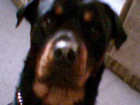 Rottweiler Samson - Ny d. 27/01-06 billede 8