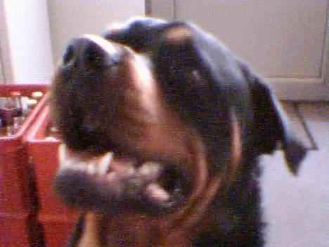 Rottweiler Samson - Ny d. 27/01-06 billede 9