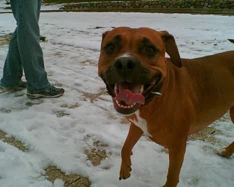 Amerikansk staffordshire terrier perle - jeg er glad billede 10