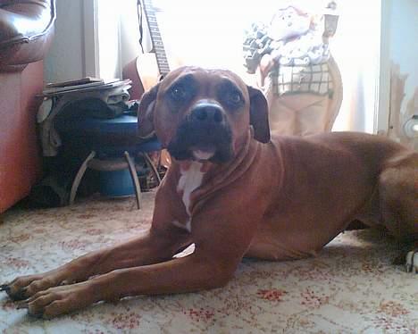 Amerikansk staffordshire terrier perle - hvad laver han nu billede 11