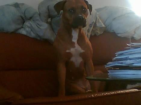 Amerikansk staffordshire terrier perle billede 12