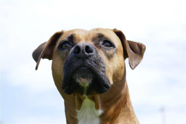 Amerikansk staffordshire terrier perle - hvad er det han har i honen billede 13