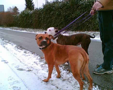 Amerikansk staffordshire terrier perle - hvem er han billede 14