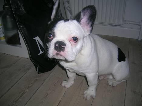 Fransk bulldog Anton billede 10