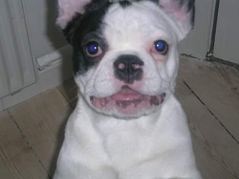 Fransk bulldog Anton billede 11
