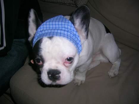 Fransk bulldog Anton billede 12