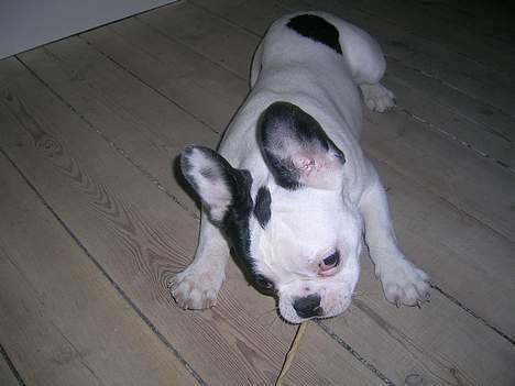 Fransk bulldog Anton billede 13