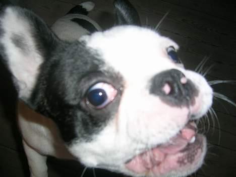 Fransk bulldog Anton - En lille legesyg basse billede 14