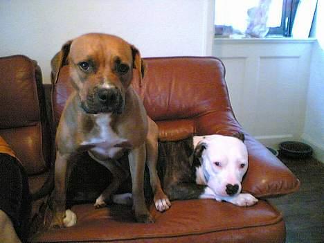 Amerikansk staffordshire terrier perle - jeg sider på min mor billede 15