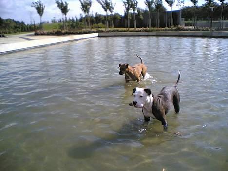 Amerikansk staffordshire terrier perle - jeg lejer i vannet billede 16