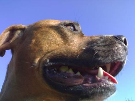 Amerikansk staffordshire terrier perle - øv jeg sider i snoer jeg vil så gernne leje billede 17