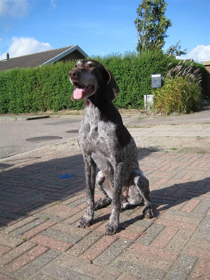 Korthåret hønsehund Betty  R.I.P<3 - The most beautyfull dog in the world ! <3 love you!<3 billede 1